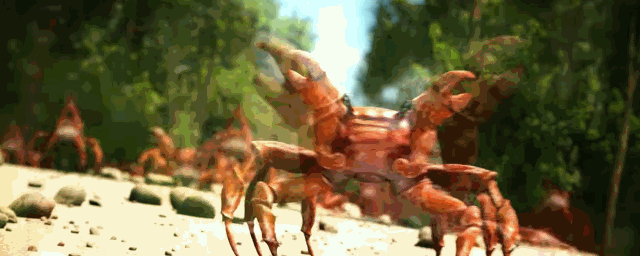 crab rave